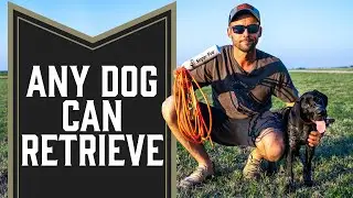 Teach Any Dog To Retrieve