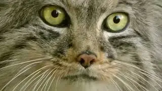 Pallas's cat - Rare, Elusive and very Secretive CAT! A real steppe hermit!