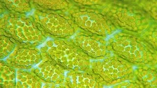 Why Study Stem Cells in Plants?