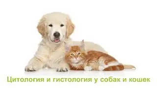 Цитология и гистология у собак и кошек. Ветеринарная клиника Био-Вет.
