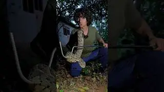The Most Dangerous Snake in Africa 