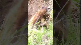 Прикольные сурки дерутся #shorts #funnyanimals #groundhogs