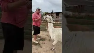 приручаем дикую ламу