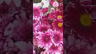 🍃🏵Wonderful  chrysanthemum flowers🏵🍃 #flowers #shorts #chrysanthemums