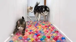 My Dogs and Cats Made a Flood! Huskies and a Kitten vs Water Balloons