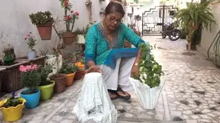 Cement Planter Handmade for kitchen garden | Indoor planter