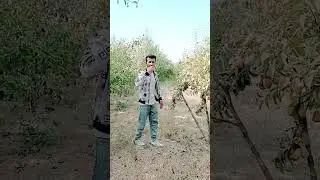 Боги нок