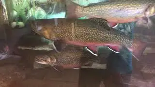 Big fish