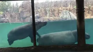 Birth Watch Begins for Baby Hippo