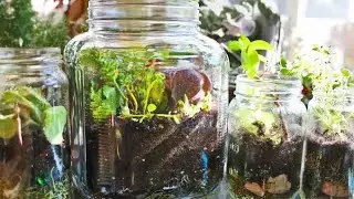 Succulents With Terrarium Making