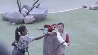 Wings Of The World - Full Performance - Bird Paradise 2023