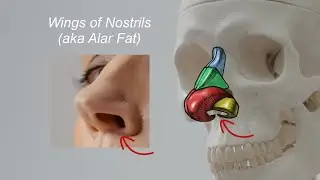 Nose Anatomy You Need to Know - Nose Drawing Course (3/8)