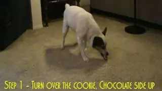 Cute Dog Trick Jack Russell Terrier Eats an Oreo Cookie 面白い犬