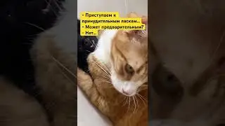 50 оттенков рыжего😂