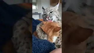 Спасённые дикие кошки