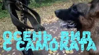 Осень. Вид с самоката