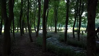생태공원 숲. Walk in the rain in the green Forest