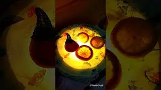 Сад тропических бабочек. Ривьера.
