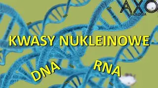 5. Kwasy nukleinowe - DNA i RNA