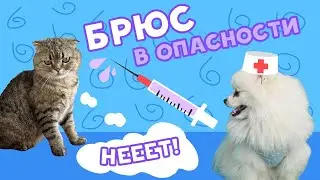 БРЮСА УКУСИЛА ГАДЮКА 😱 // КАССИ И БРЮС: ВЫРАСТИ ЛЮБОЙ ЦЕНОЙ