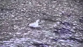 Gulls feasting on salmon eggs