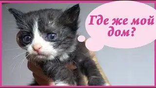 Выкинули на помойку 5 котят! #3. Остался один. Помогите котенку обрести свой дом (Омск, Любинский)