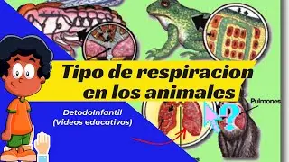 RESPIRACIÓN DE LOS ANIMALES: RESPIRACION PULMONAR, TRAQUEAL...