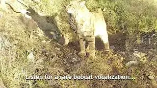 Daylight Bobcat (Lynx rufus) with vocalization