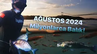 Boğazda Milyonlarca Balık!  Ağustos 2024
