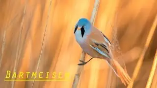 Bartmeisen / bearded tits in 4k