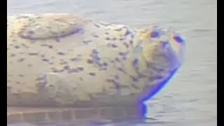 Harbor Seals Relaxing