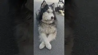 Цыганский барон
