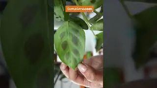 El poder del TABACO para REPELER PLAGAS E INSECTOS!