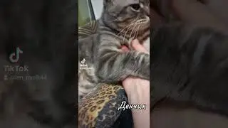 #cat
