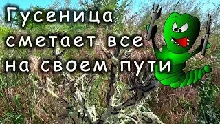 Нашествие гусениц! ВНИМАНИЕ!!!