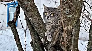 Funny kitten climbed a tree / Living with a deaf cat