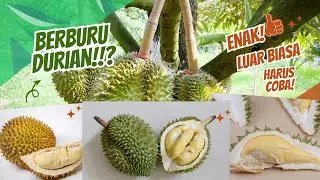 Berburu Durian di kalimantan !!? #durian #kalimantan #banjarbaru
