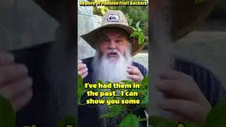 Warning for Passion Fruit Growers. Sucker Vines! #passionfruit