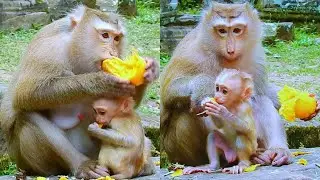 Great, Mom, monkey Rose is eating mango with her baby Robin is so delicious