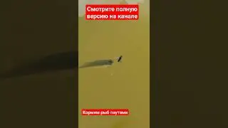 пауты - ценный ресурс