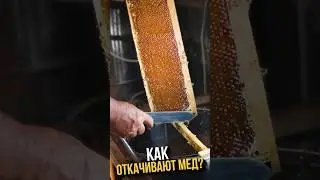КАК ДЕЛАЮТ МЁД? #охотарыбалка #приготовление #мёд #чай #пчеловодство #пчёлы