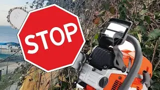 Стоп. Не обрезайте сейчас листья!!!