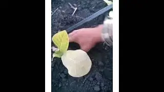 Совка лютый зверь 👹