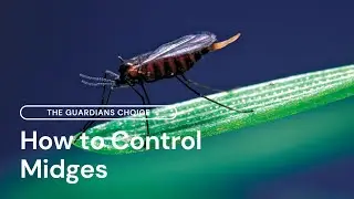 How to Control Midges | The Guardians Choice