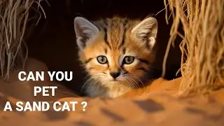 First-ever footage captures sand cat kittens in their natural habitat.