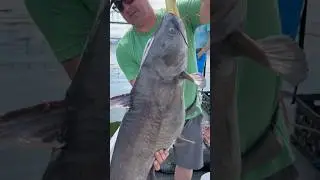 Big catfish in Chattanooga #shorts