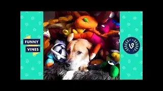 Funny Animals Videos Compilation 2018 - ❤Best Pet Videos | V2 Funny Vines