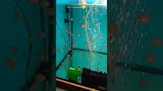 Малышня дискусов растёт, кормим и наблюдаем 
