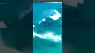 Incredible View of Dolphins playing with Sea Waves | Dolphin