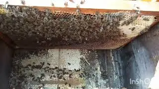 огляд врятованої сімї.